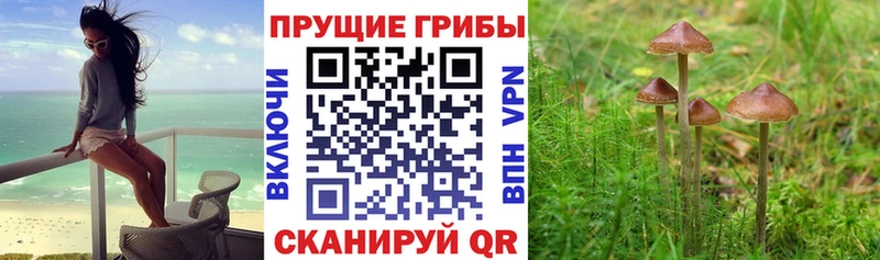 наркошоп  Сертолово  мега   Псилоцибиновые грибы мицелий 